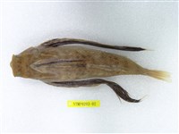 藏品(東方黃魴)的圖片